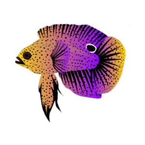 Sunspot Marine Betta